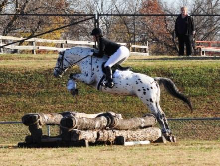 Colorado Skrodstrup - Leopard Spotted 15:3hh Knabstrupper Stallion